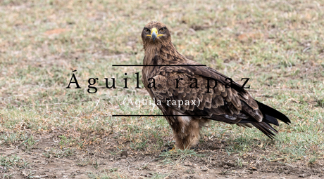 Aguila rapaz