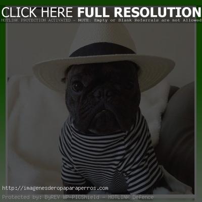 ropa de verano para bulldog frances