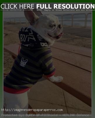 polera para bulldog frances