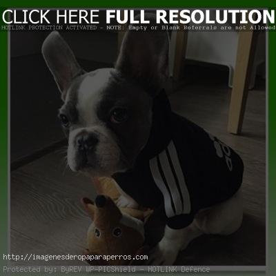 buzo deportivo para bulldog frances