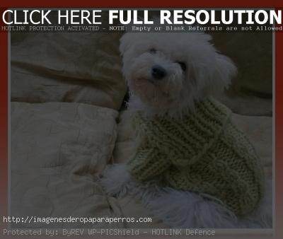 ropa de lana para bichon maltes