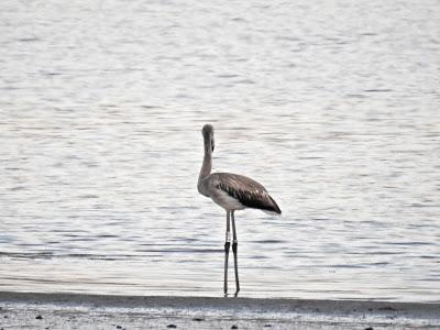 El flamenco T79: un interrogante en la marisma