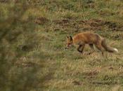 Bella competencia pernía