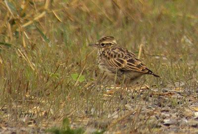 BELLA COMPETENCIA EN LA PERNÍA