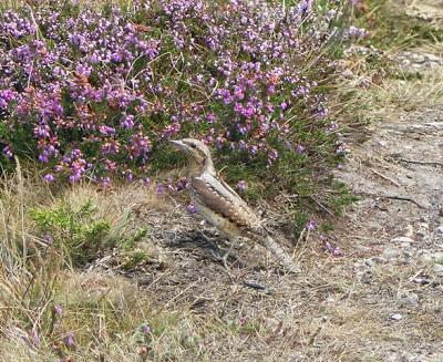 Torcecuellos en migración