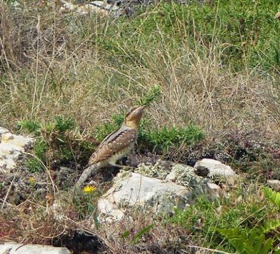 Torcecuellos en migración