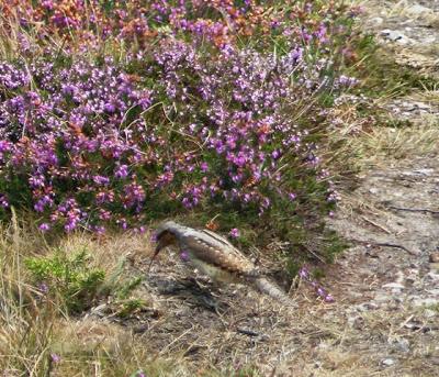 Torcecuellos en migración