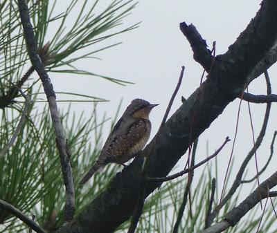 Torcecuellos en migración