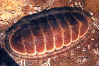 Phylum Mollusca