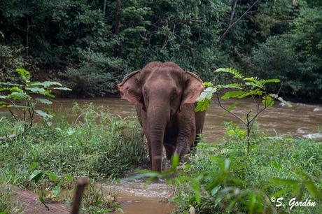 MONDULKIRI: LOS ELEFANTES DE LOS BUNONG