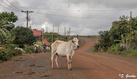 MONDULKIRI: LOS ELEFANTES DE LOS BUNONG