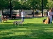 Parque perros Tambien reglas