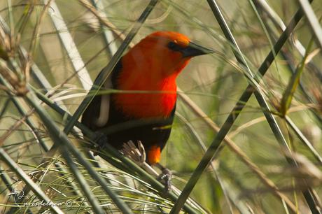 Federal (Scarlet-headed Blackbird) Amblyramphus holosericeus
