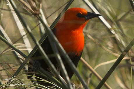 Federal (Scarlet-headed Blackbird) Amblyramphus holosericeus