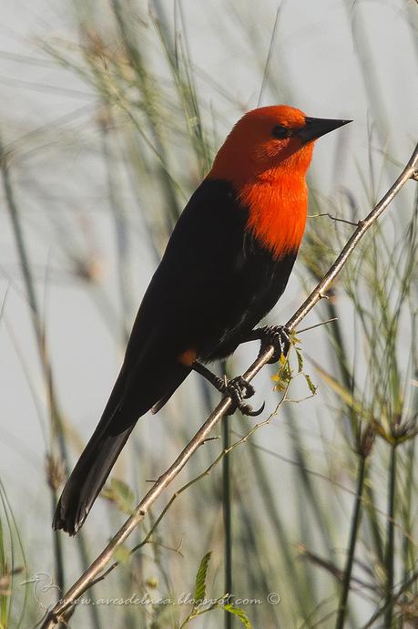 Federal (Scarlet-headed Blackbird) Amblyramphus holosericeus