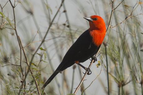 Federal (Scarlet-headed Blackbird) Amblyramphus holosericeus