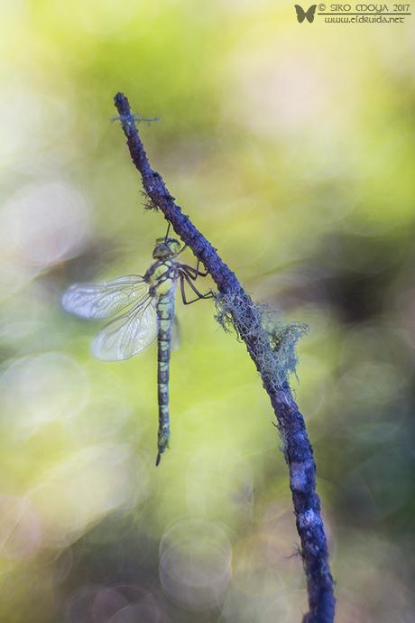 Aeshna cyanea