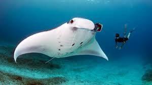 Lo que significa soñar con una mantarraya.