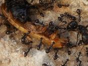 llamadas hormigas perezosas buenas para algo, después todo
