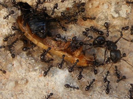 Some of these ants are working together. Others may just be watching. 