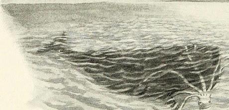 A sperm whale devouring a squid, 1873.