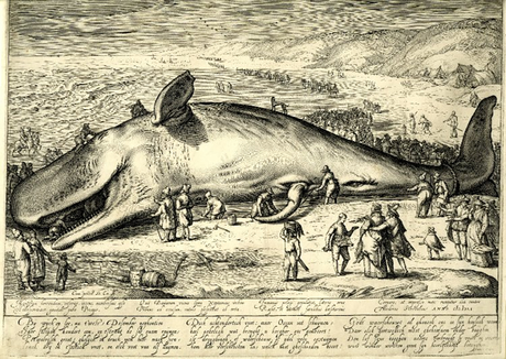 A 1602 engraving of a beached whale in the Netherlands. 
