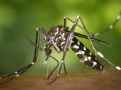 Cómo aliviar picaduras mosquito