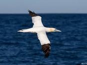 Fuerte migración aves marinas Cantábrico