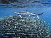 Inteligencia colectiva empresas