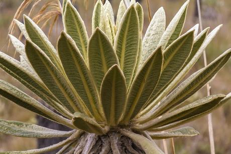 Reserva Ecológica El Ángel, neblina y horizontes