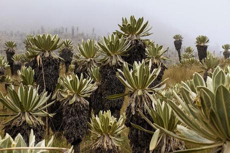 Reserva Ecológica El Ángel, neblina y horizontes