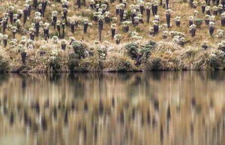 Reserva Ecológica El Ángel, neblina y horizontes