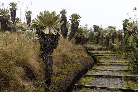 Reserva Ecológica El Ángel, neblina y horizontes