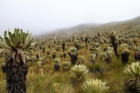 Reserva Ecológica El Ángel, neblina y horizontes