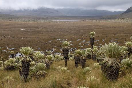 Reserva Ecológica El Ángel, neblina y horizontes