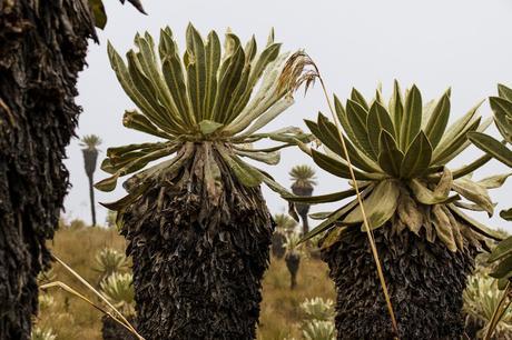 Reserva Ecológica El Ángel, neblina y horizontes