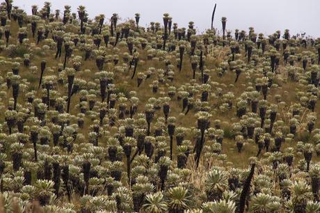 Reserva Ecológica El Ángel, neblina y horizontes