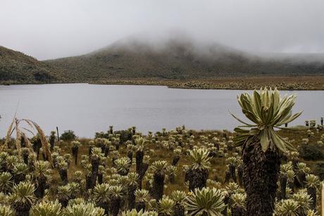 Reserva Ecológica El Ángel, neblina y horizontes