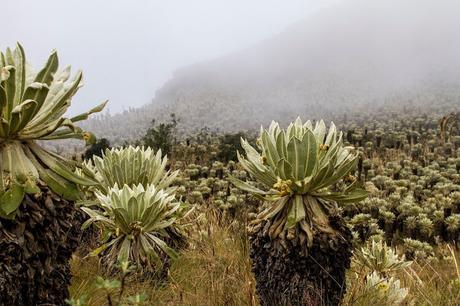 Reserva Ecológica El Ángel, neblina y horizontes