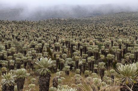 Reserva Ecológica El Ángel, neblina y horizontes