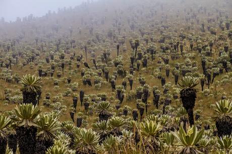 Reserva Ecológica El Ángel, neblina y horizontes