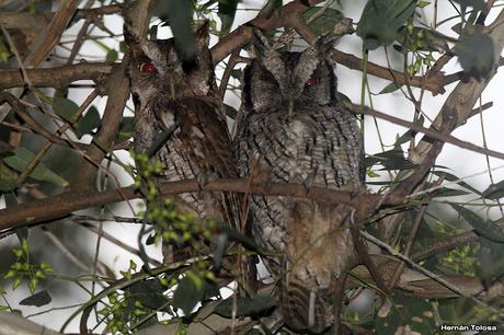 Casal de  alicucú