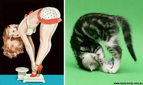 14 graciosas fotos de gatos posando como modelos Pin-up