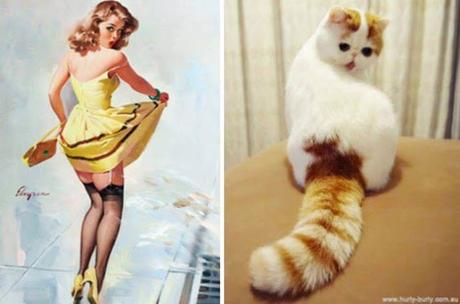 14 graciosas fotos de gatos posando como modelos Pin-up