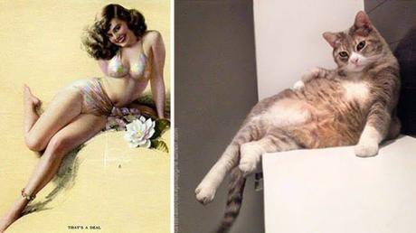 14 graciosas fotos de gatos posando como modelos Pin-up