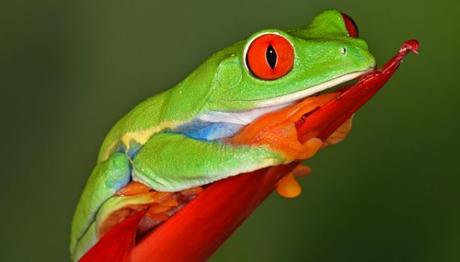 Puerto Viejo Costa Rica. Lugares Que Debes Conocer