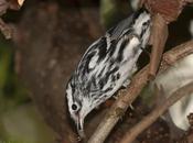 Reinita Trepadora (Black-and-white Warbler) Mniotilta varia Linnaeus, 1766