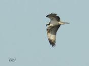 Aves para asturiano