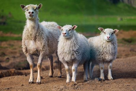 Three Icelandic Sheeps