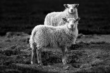 Icelandic Sheeps de Iñaki MT en 500px.com